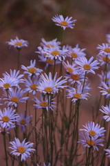 Erigeron utahensis