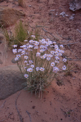 Erigeron utahensis