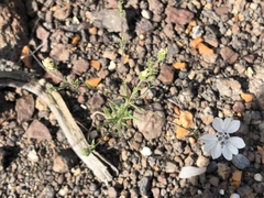 Blepharipappus scaber