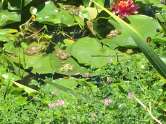 Lithobates chiricahuensis