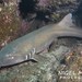 Brown-banded Bamboo Shark - Photo (c) Nigel Marsh, some rights reserved (CC BY-NC), uploaded by Nigel Marsh