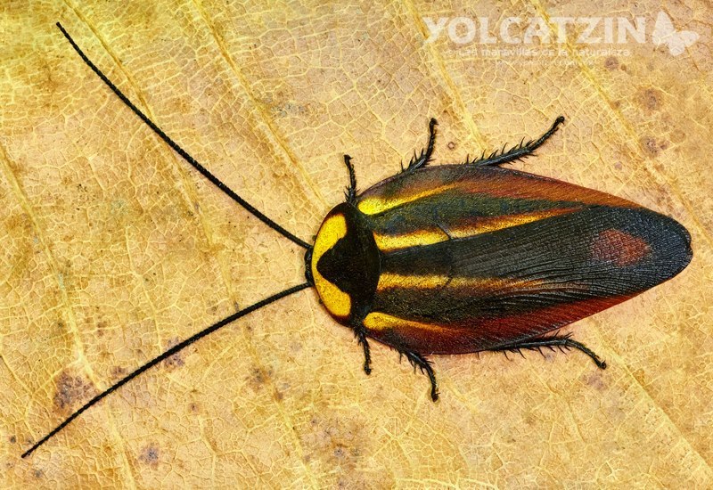 File:La Cucaracha en Tequixquiac (1).JPG - Wikipedia