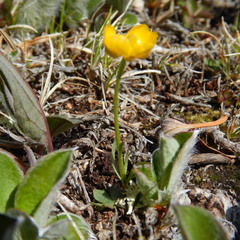 Ranunculus pedatifidus