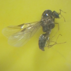 Formicidae