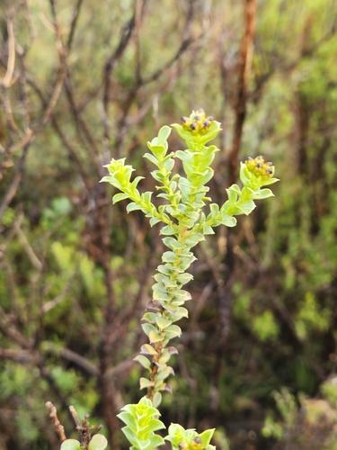 Image of Oedera squarrosa by (c) Jo Roberts, some rights reserved (CC BY)
