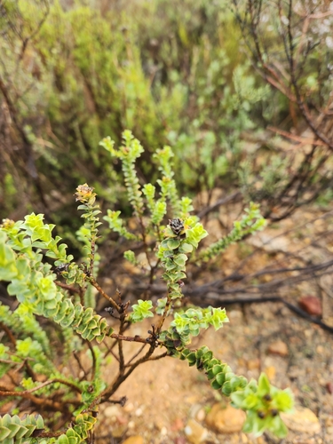 Image of Oedera squarrosa by (c) Jo Roberts, some rights reserved (CC BY)