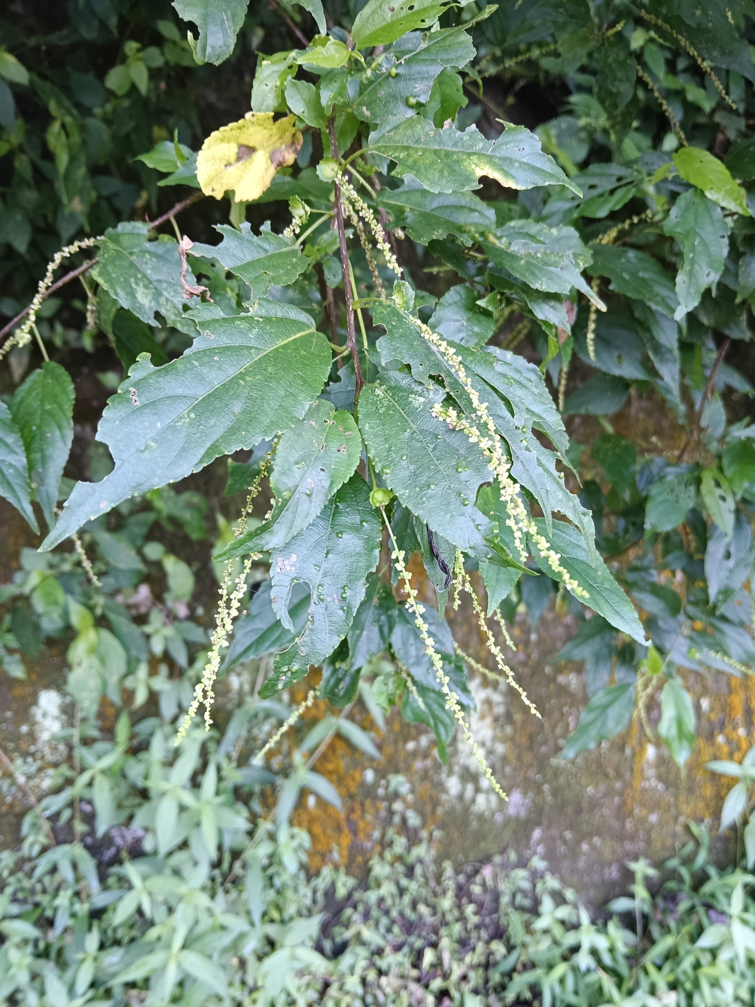 Acalypha matsudae