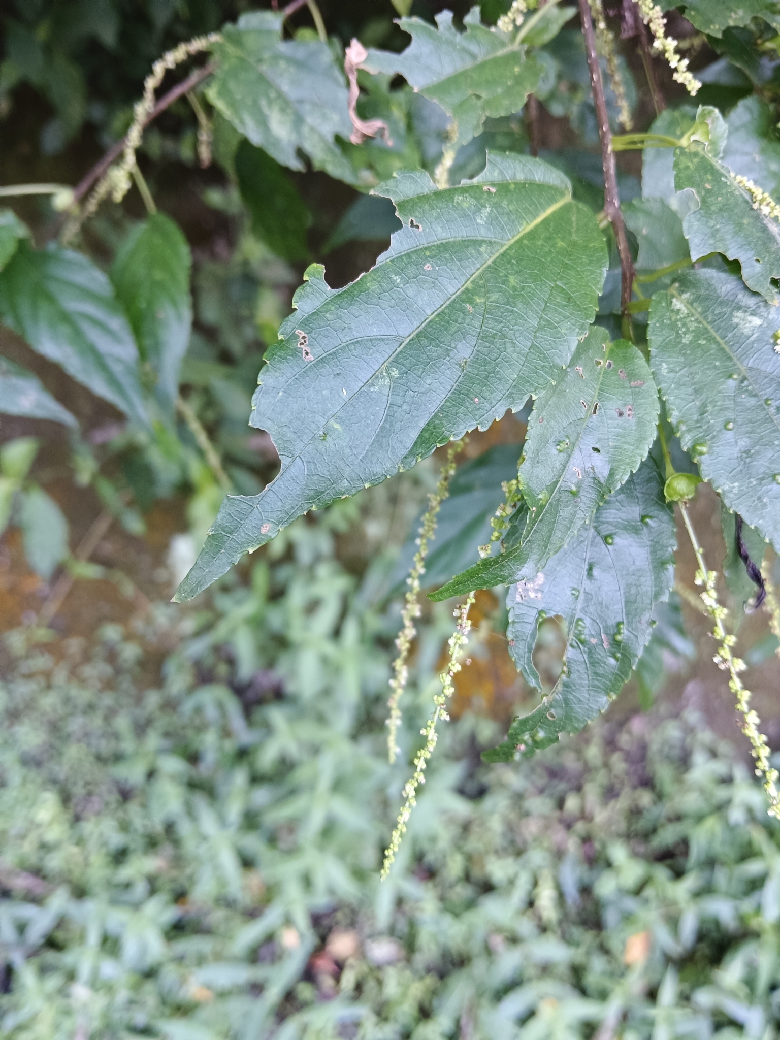 Acalypha matsudae 2