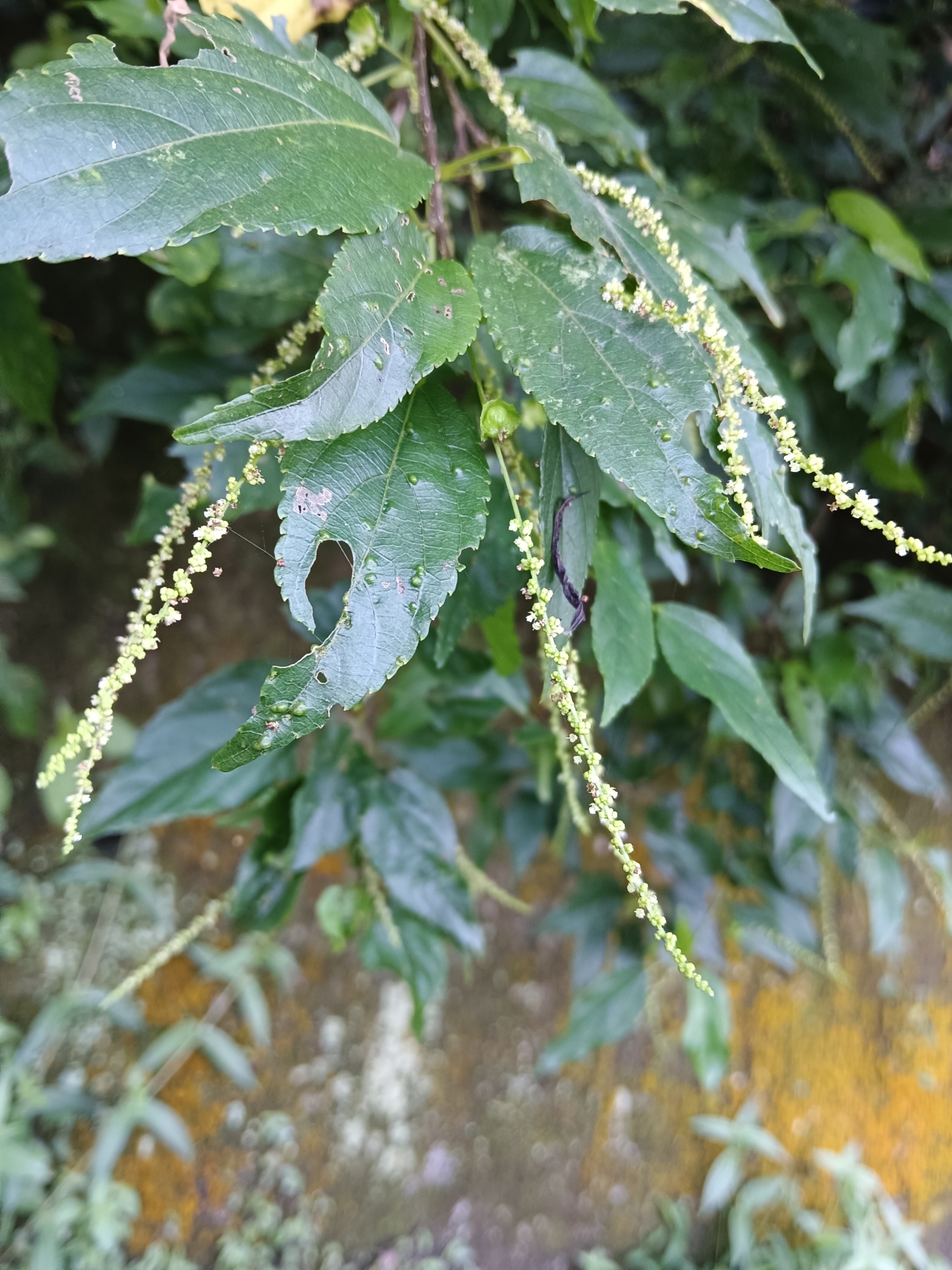 Acalypha matsudae 3