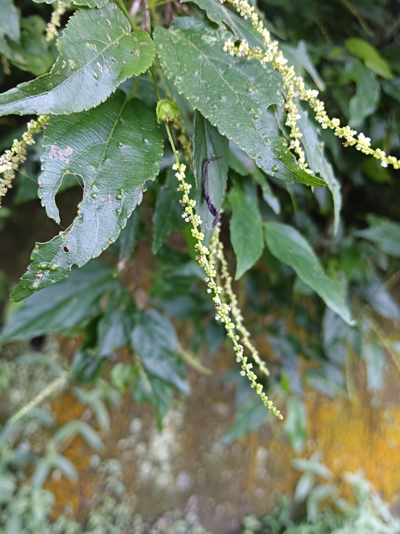 Acalypha matsudae 4