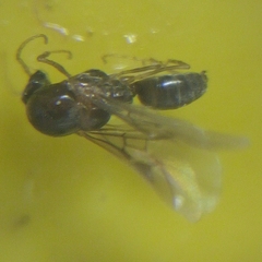 Formicidae