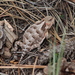 Mountain Short-horned Lizard - Photo (c) Sean Cozart, some rights reserved (CC BY-NC), uploaded by Sean Cozart