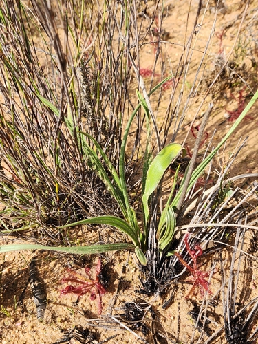 Trachyandra muricata