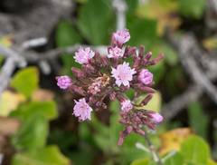 Munzothamnus blairii