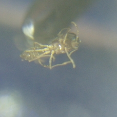 Formicidae