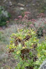 Munzothamnus blairii