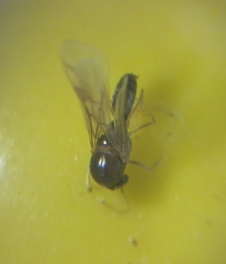 Formicidae