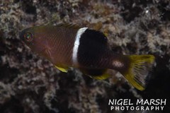 Bodianus perditio