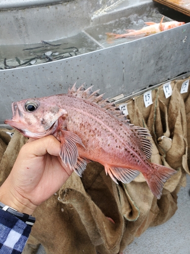 Bank rockfish (Sebastes rufus) — Sebastidae — 3