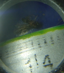 Formicidae