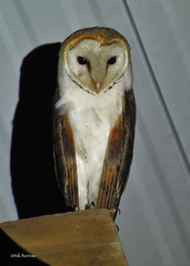Tyto alba poensis