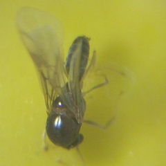 Formicidae