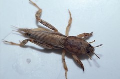Neoscapteriscus