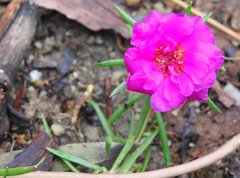 Portulaca grandiflora