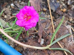 Portulaca grandiflora