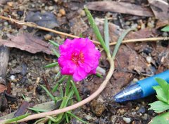Portulaca grandiflora
