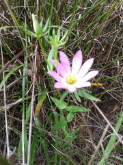 Sabatia dodecandra foliosa