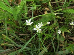 Stellaria graminea