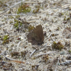 Callophrys