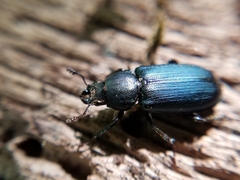 Platycerus oregonensis