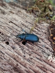 Platycerus oregonensis