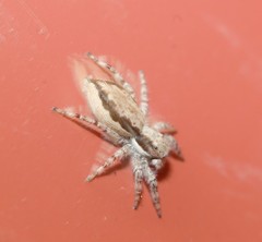 Menemerus bivittatus