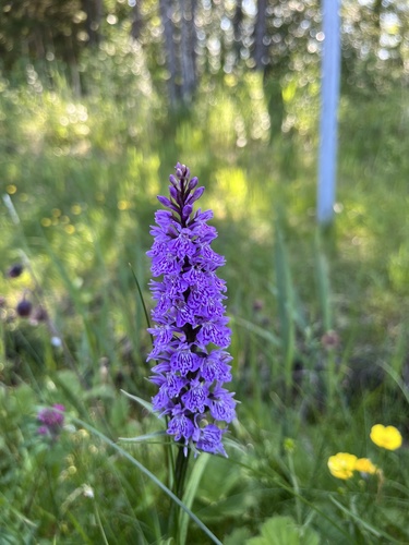 Common Spotted Orchid