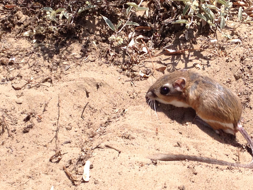 Heermann's Kangaroo Rat