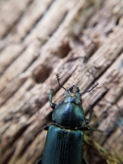 Platycerus oregonensis