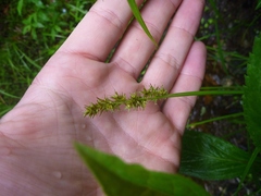 Carex stipata