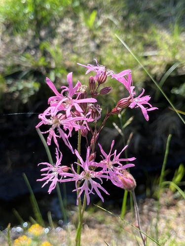 ragged-robin