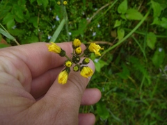 Pilosella caespitosa
