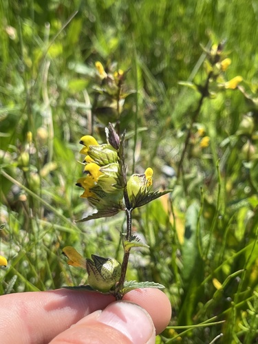 Yellow Rattle