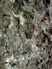 Platycerus oregonensis