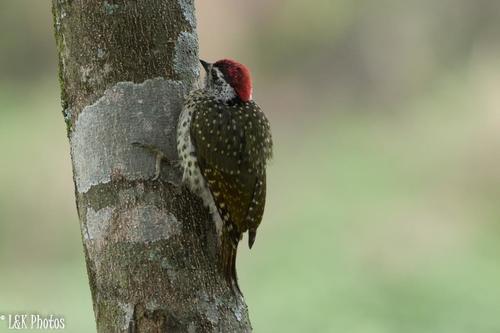 Campethera maculosa