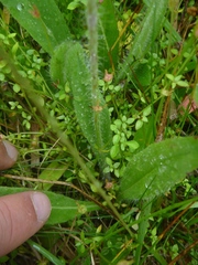 Pilosella caespitosa