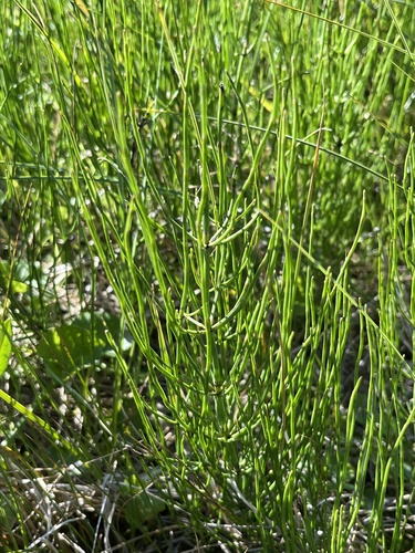 marsh horsetail