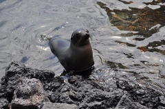 Arctocephalus galapagoensis