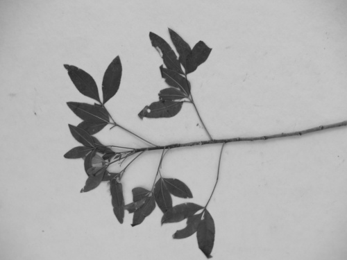 parsleytree