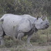 Rinoceronte Indio - Photo (c) Robert Gowan, algunos derechos reservados (CC BY-NC), subido por Robert Gowan